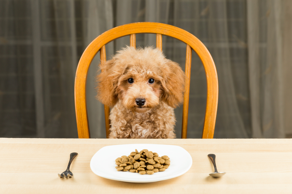 Dry dog food for sales goldendoodles