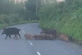 Two wild boars herd large group of piglets across road.