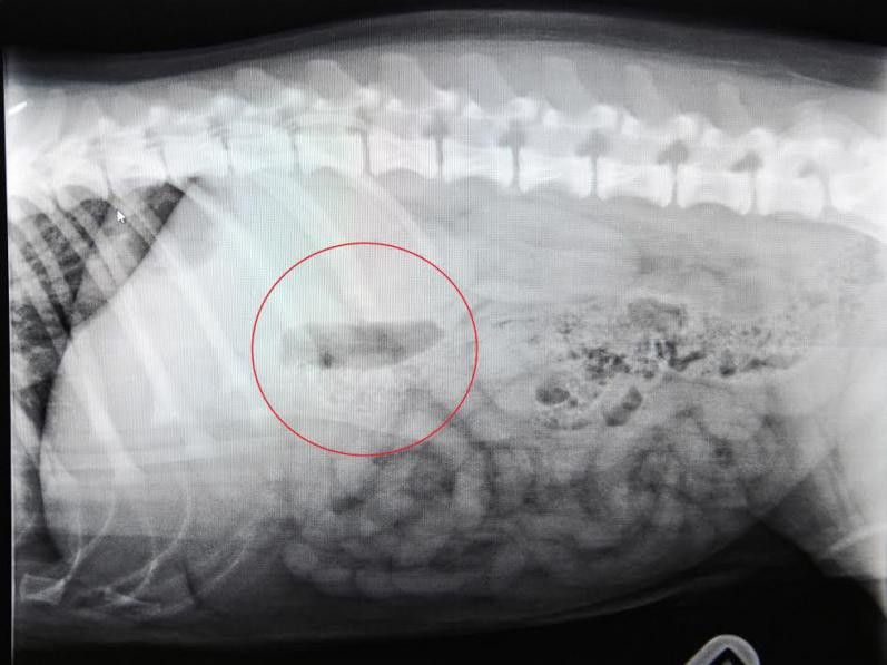 Dog swallowed toy on sale squeaker